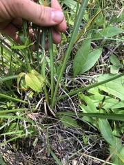 Liatris spicata spicata