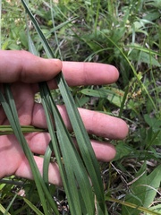 Liatris spicata spicata