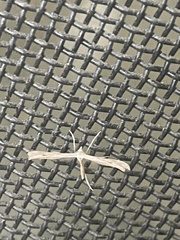 Platyptilia celidotus