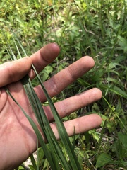 Liatris spicata spicata