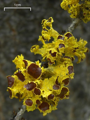 Brown-eyed Sunshine Lichen