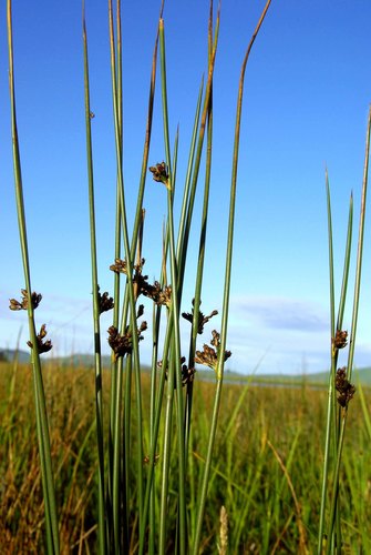 Juncus haenkei iNat (2)