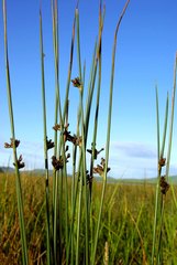 Juncus haenkei