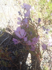Clarkia biloba
