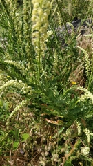 Reseda luteola image