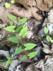 Calystegia catesbeiana