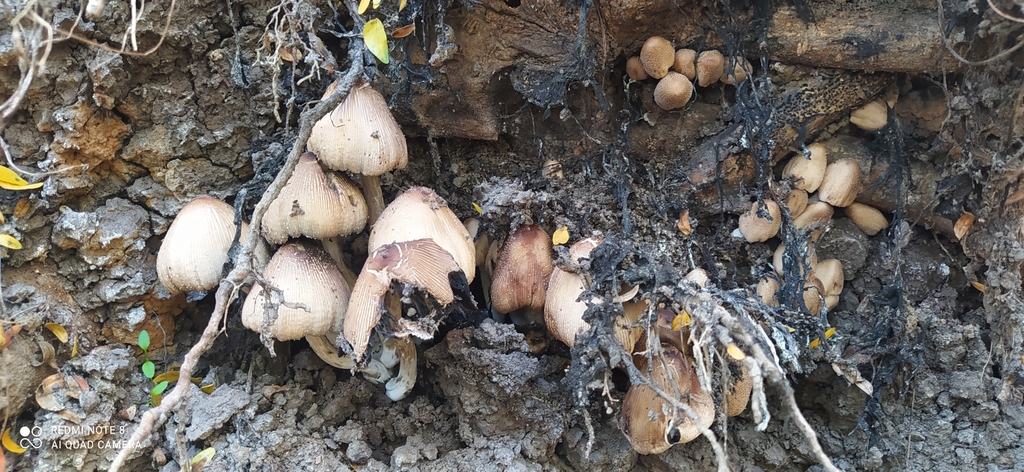 Coprinellus micaceus · May 2022 · photo: © seba_fornes (iNaturalist, cc-by)