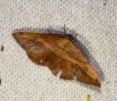 Hypochrosis hyadaria