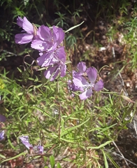 Clarkia biloba