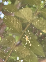 Leucauge