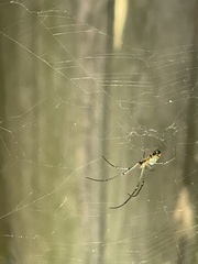 Leucauge