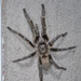 Straight Horned Baboon Spider - Photo (c) zimgales, some rights reserved (CC BY-NC)