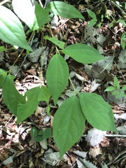 Philadelphus inodorus