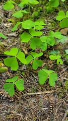Oxalis suksdorfii