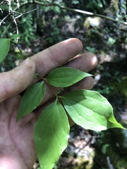 Philadelphus inodorus