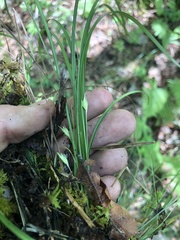 Carex superata