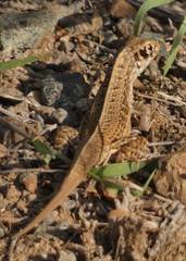 Leiocephalus raviceps