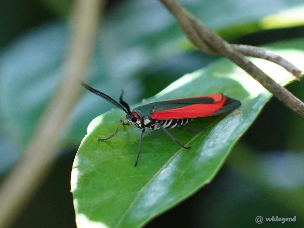 Retina rubrivitta from Sai Kung, HK on May 17, 2022 by wklegend ...