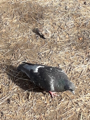 Columba livia domestica