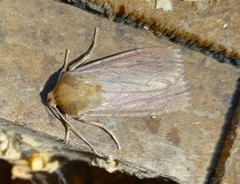 Ufeus satyricus