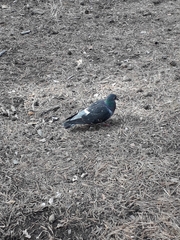 Columba livia domestica