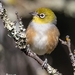 Silvereye - Photo (c) pdubbin, some rights reserved (CC BY-NC)