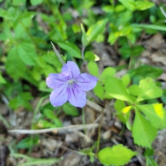 Ruellia purshiana