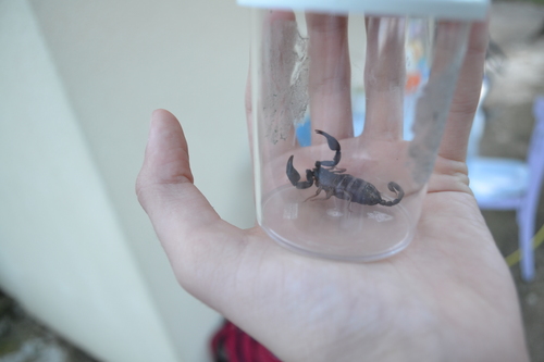 Italian scorpion photo 4