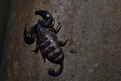 Euscorpius italicus