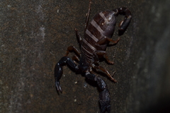 Euscorpius italicus