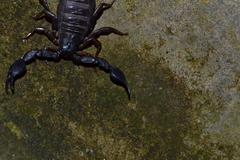 Euscorpius italicus