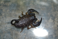 Euscorpius italicus