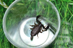 Euscorpius italicus