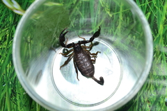 Euscorpius italicus