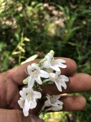 Penstemon alluviorum