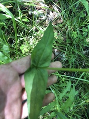 Penstemon alluviorum