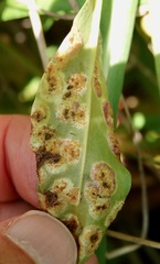Puccinia andropogonis