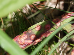 Puccinia andropogonis