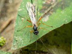 Rhyssella nitida