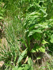Puccinia andropogonis