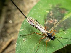 Rhyssella nitida
