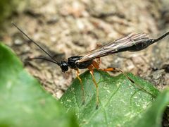 Rhyssella nitida
