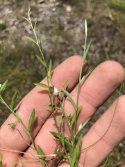 Evolvulus sericeus sericeus