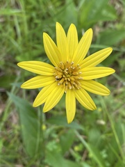 Silphium confertifolium