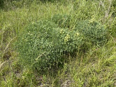 Baptisia australis aberrans