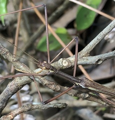 Huananphasma amicum