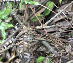 Huananphasma amicum