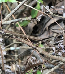 Huananphasma amicum