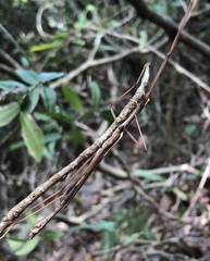 Huananphasma amicum