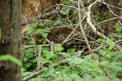 Melospiza melodia morphna